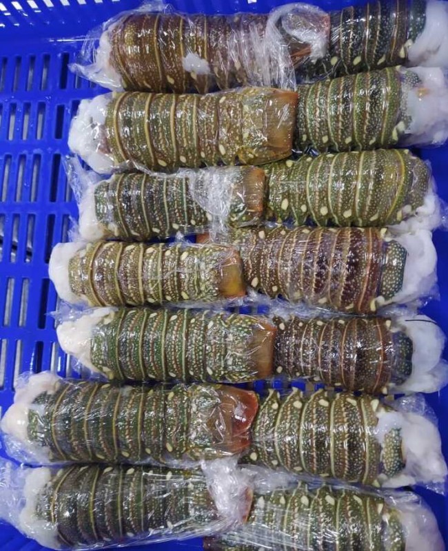 Lobster Tails from Somalia